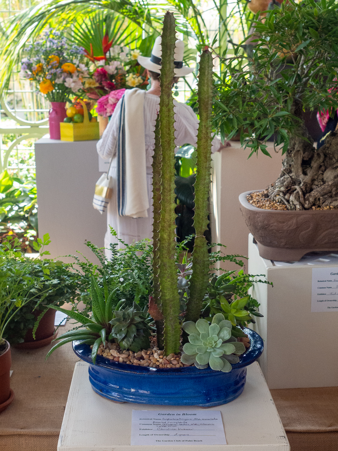 Flower Shows The Garden Club Palm Beach